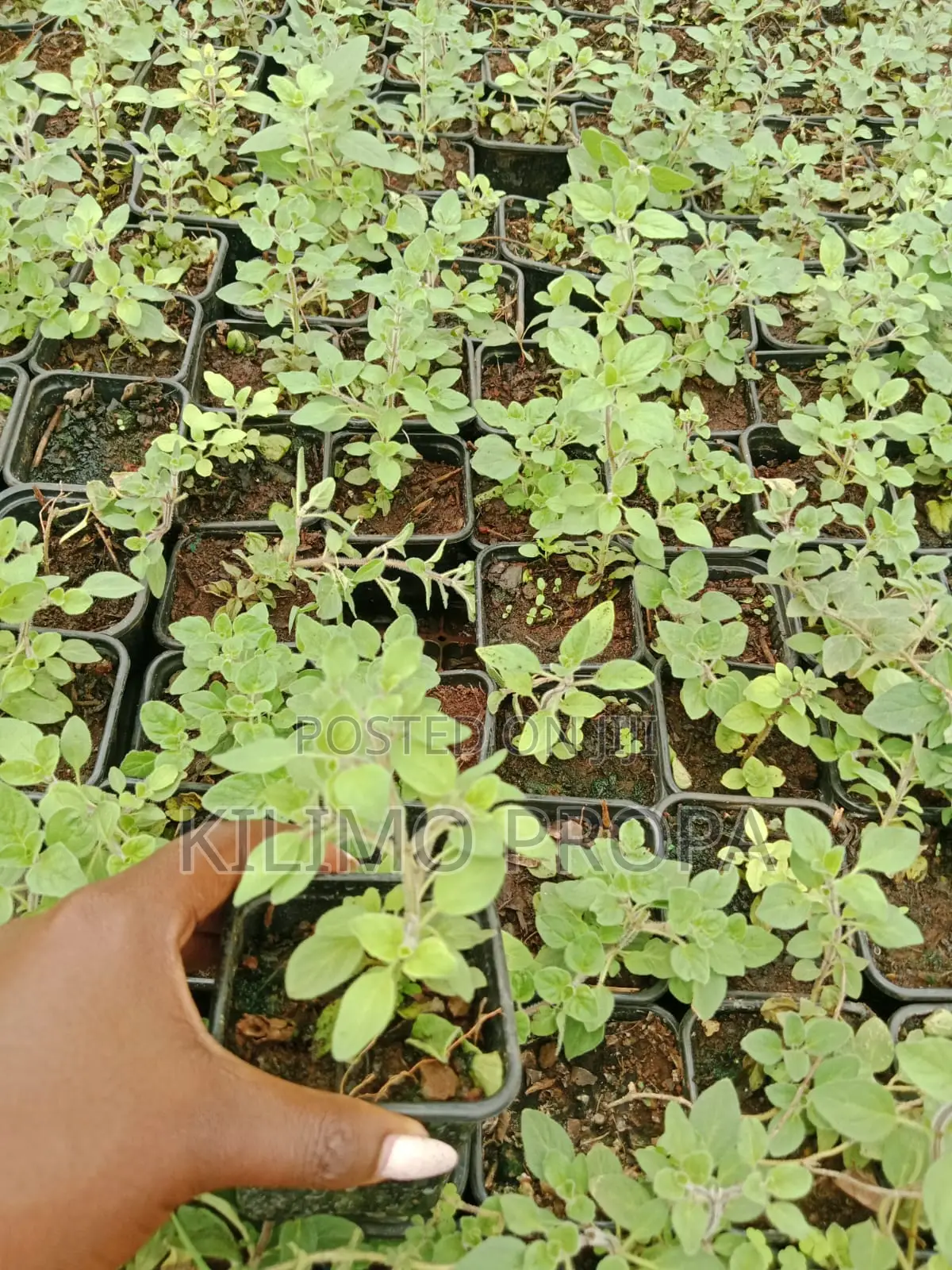 Oregano Herb Seedling