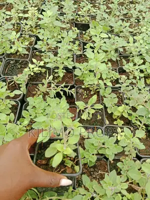 Oregano Herb Seedling