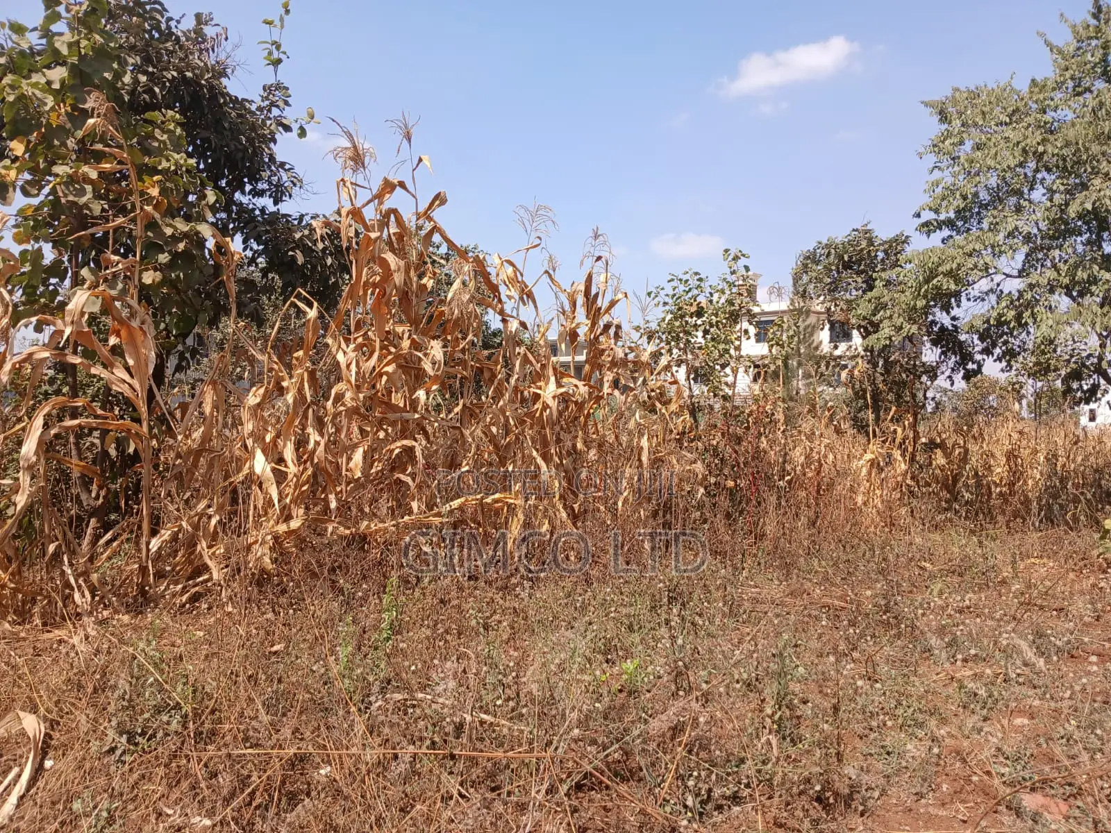 1/4 Acre Residental Plots for Sale in Ruiru- Mhasibu Bustani