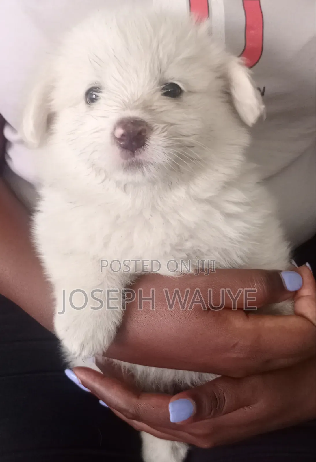1-3 months Male Mixed Breed Maltese