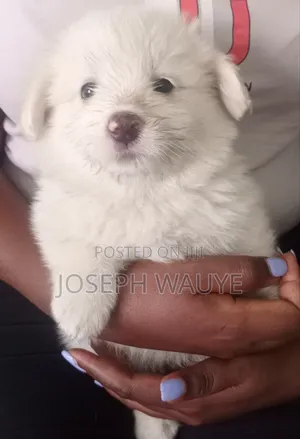 1-3 months Male Mixed Breed Maltese