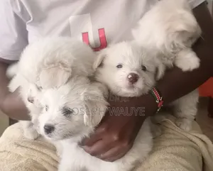 1-3 months Male Mixed Breed Maltese