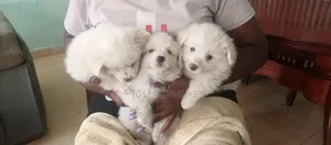 1-3 months Male Mixed Breed Maltese