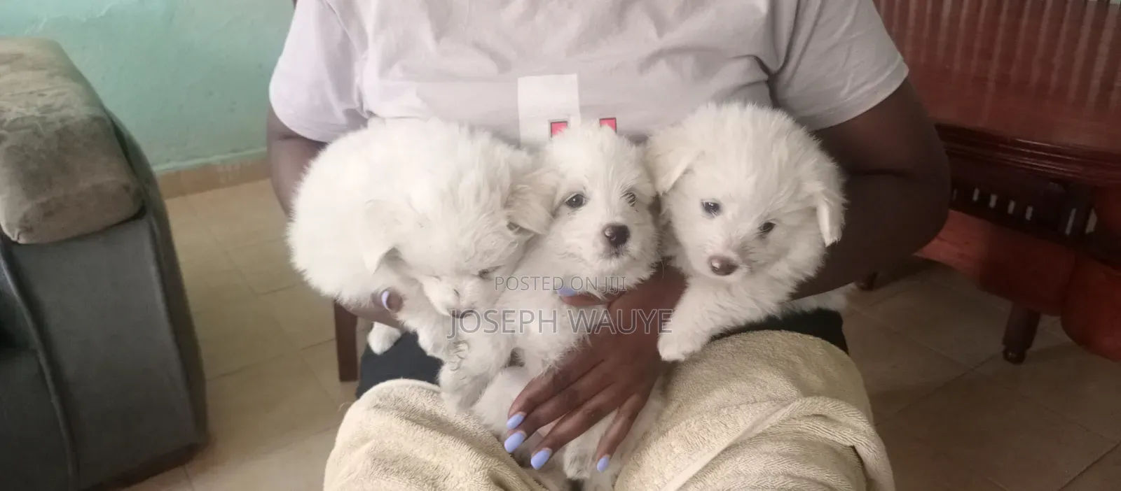 1-3 months Male Mixed Breed Maltese