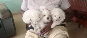 1-3 months Male Mixed Breed Maltese