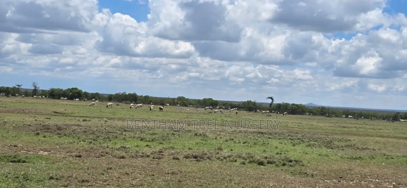 Land on Sale in Acres