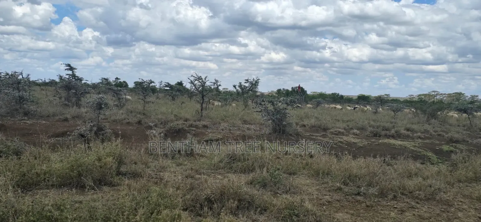 Land on Sale in Acres