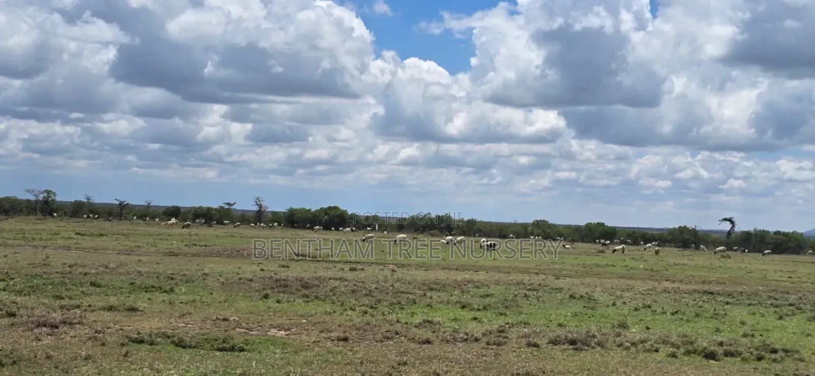 Land on Sale in Acres