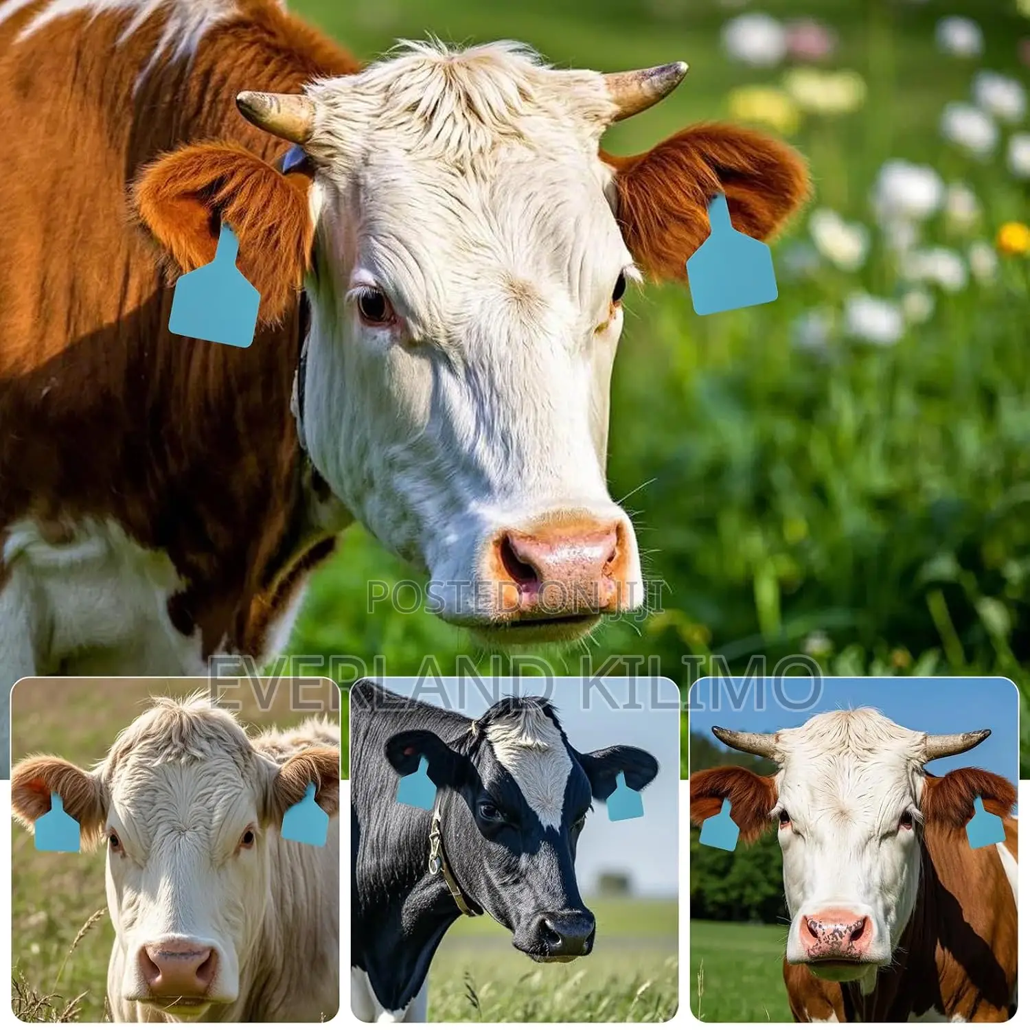 Easy Read Cattle Ear Z-Tag