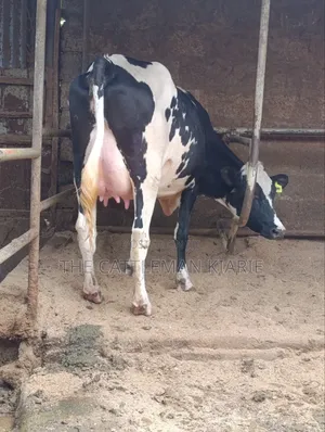 Girilando Crossbreed Milker