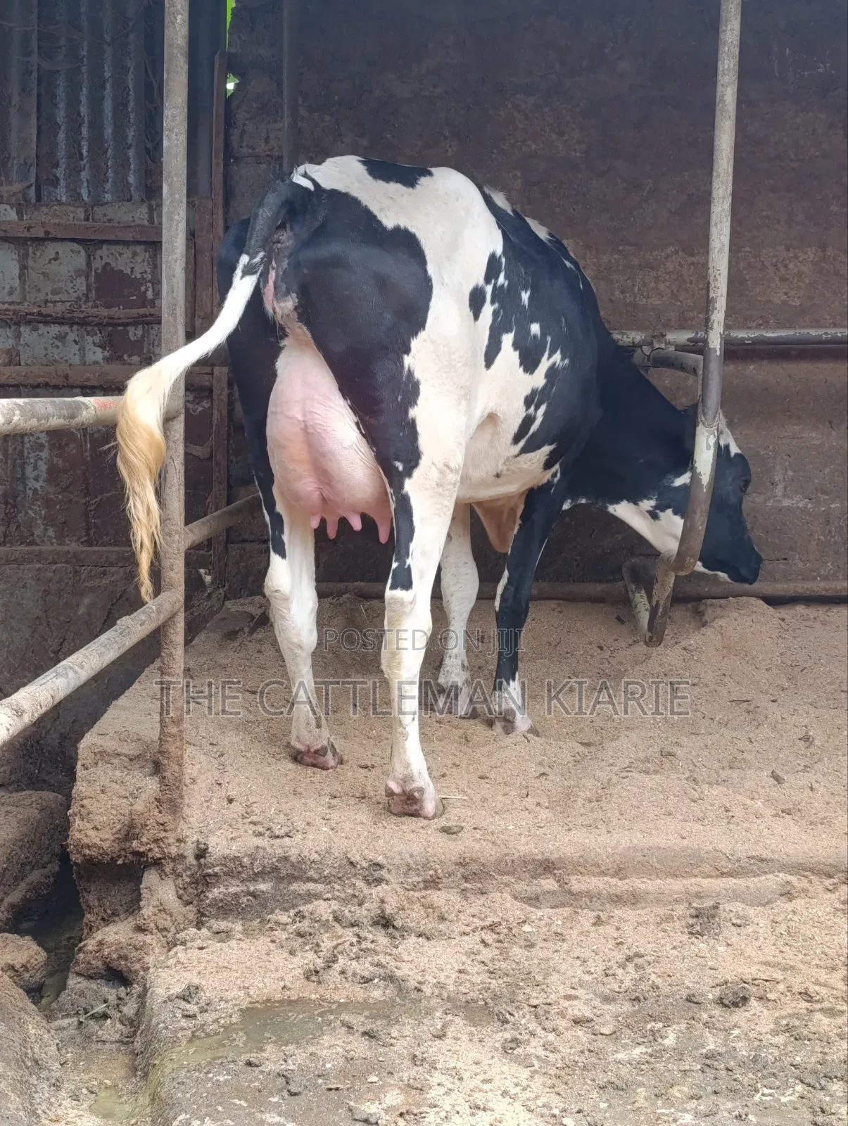Girilando Crossbreed Milker