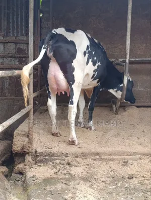 Girilando Crossbreed Milker