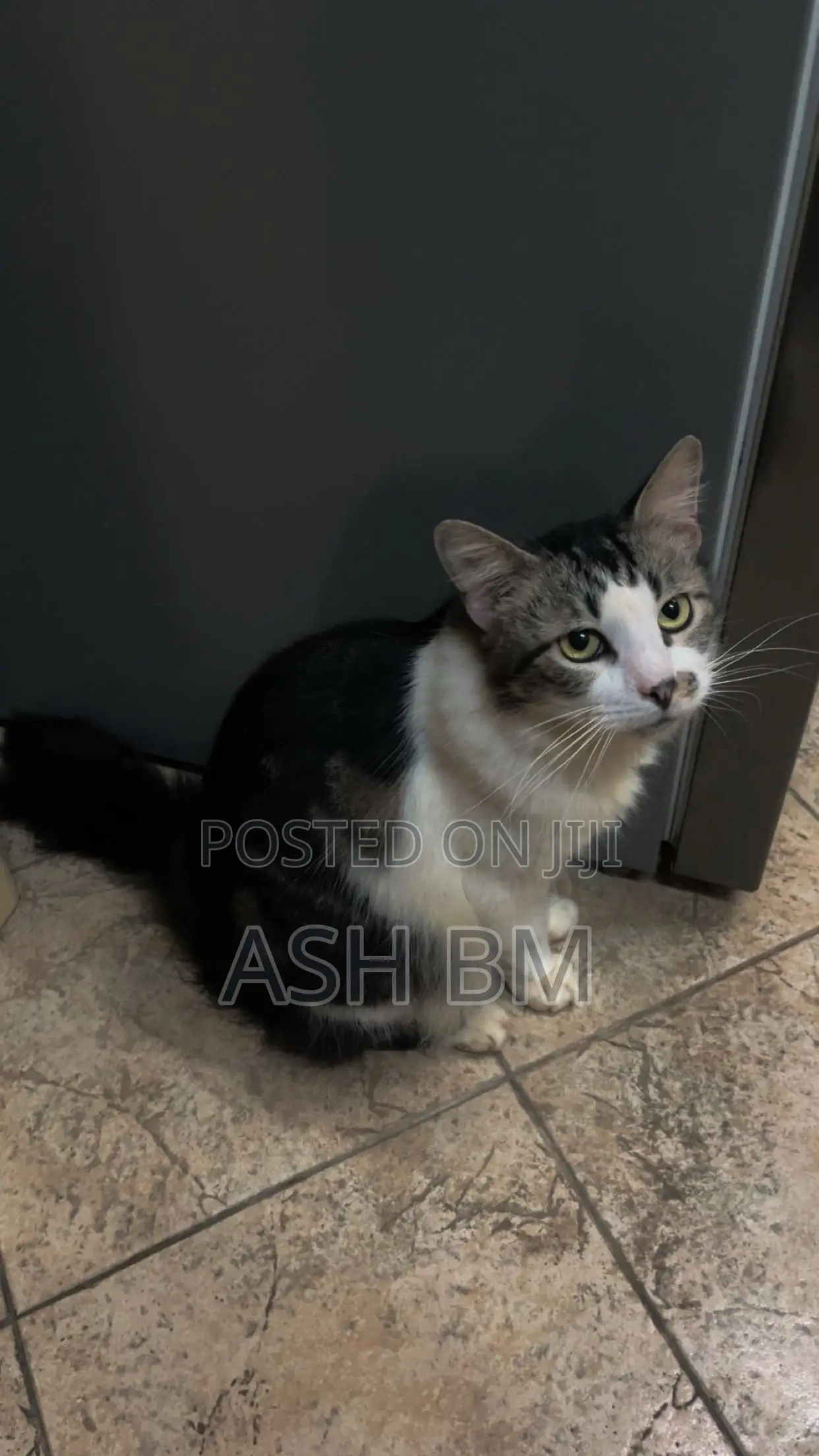 6-12 months Male Mixed Breed Cat