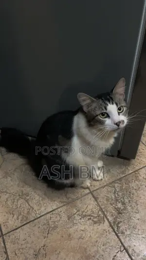 6-12 months Male Mixed Breed Cat