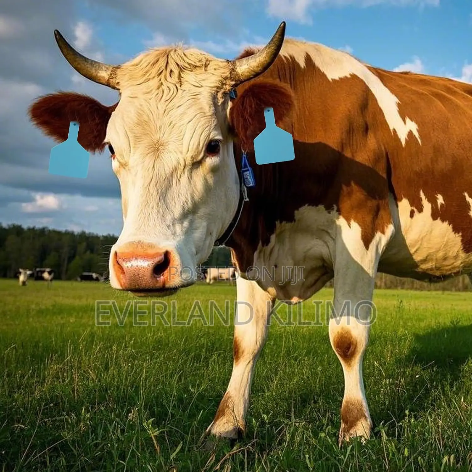 Blank One-Piece Large Numbered Ear Tag