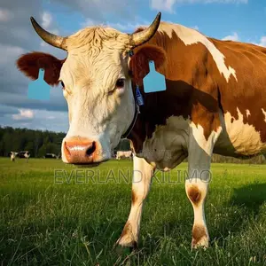 Blank One-Piece Large Numbered Ear Tag