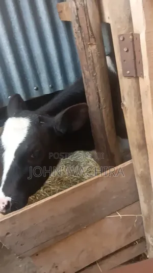 Cow Pure Fresh