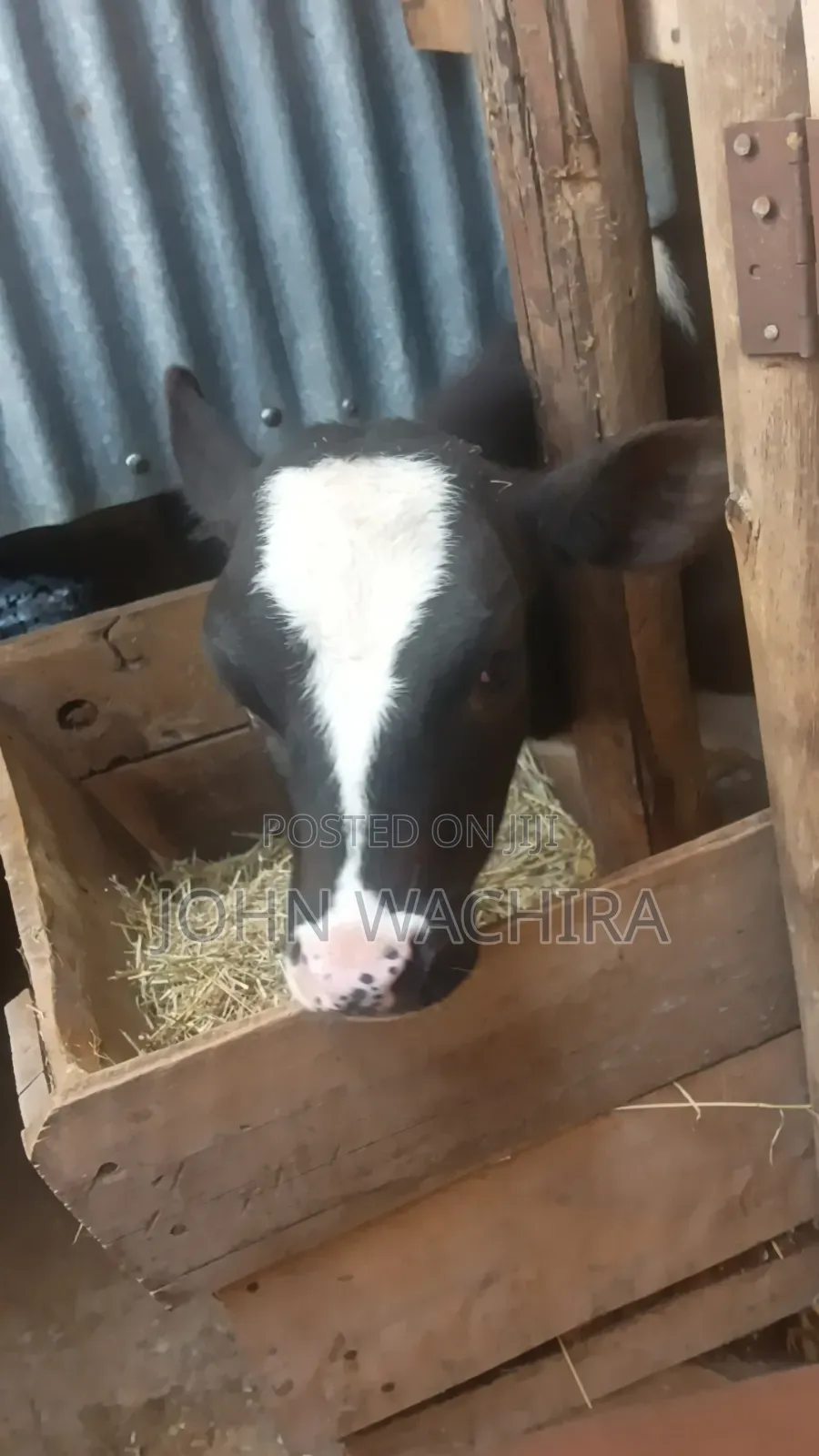 Cow Pure Fresh