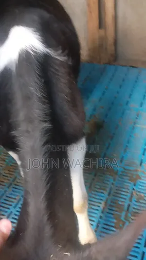 Cow Pure Fresh