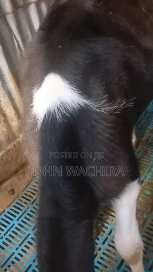 Cow Pure Fresh