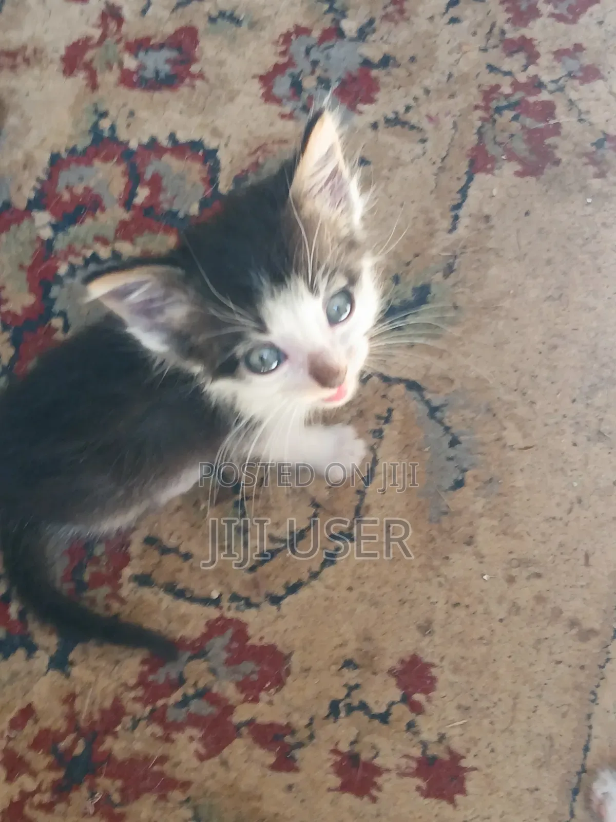 1-3 months Female Mixed Breed Mongrel (No Breed)
