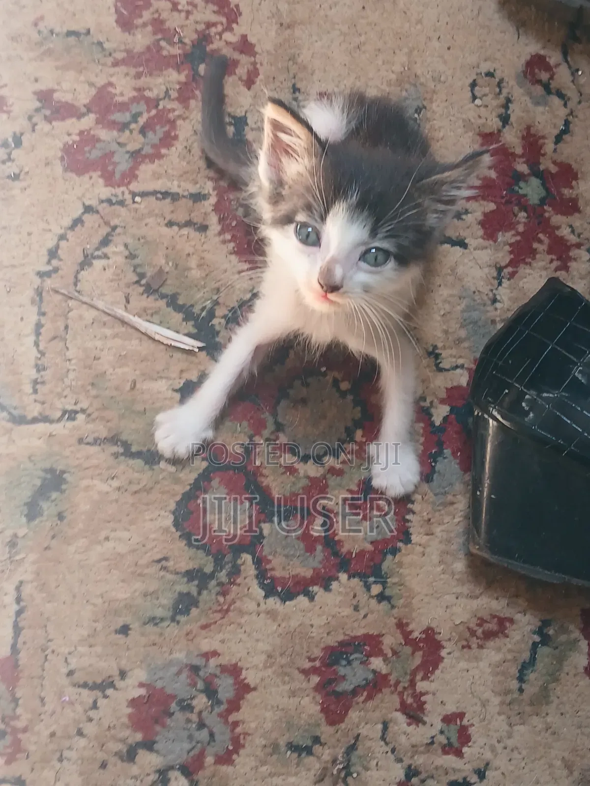 1-3 months Female Mixed Breed Mongrel (No Breed)