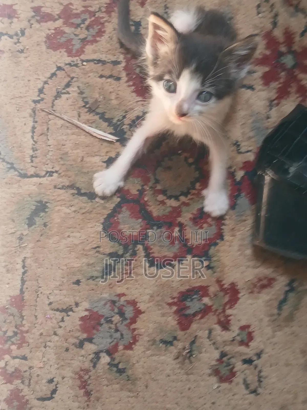 1-3 months Female Mixed Breed Mongrel (No Breed)