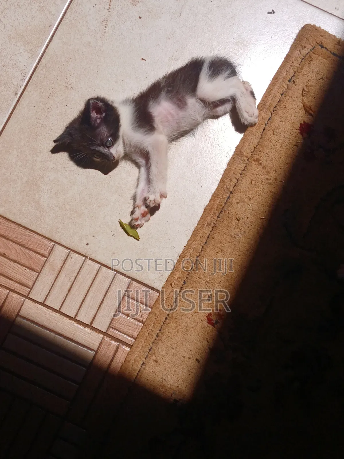 1-3 months Female Mixed Breed Mongrel (No Breed)