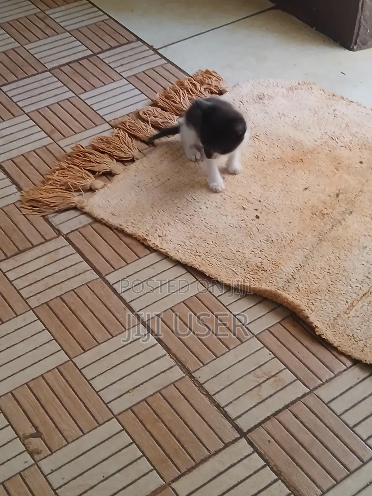 1-3 months Female Mixed Breed Mongrel (No Breed)