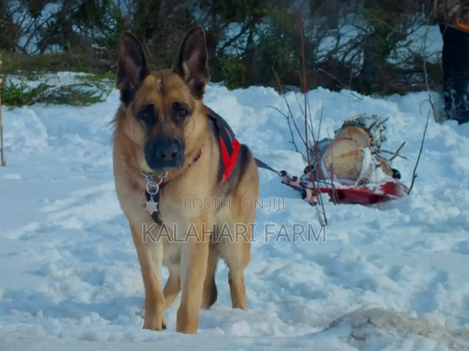 Pet Photography