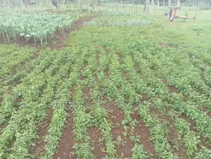 Land for Sale 0.2of an Acre