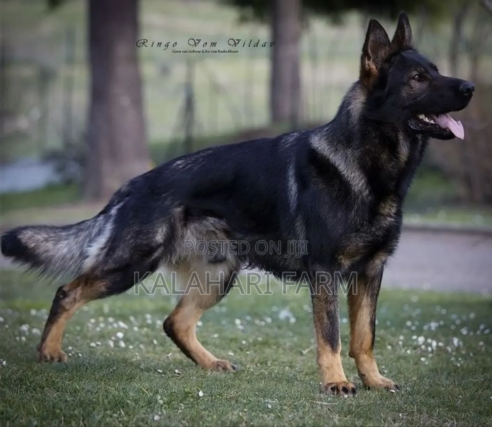 Pet Photography