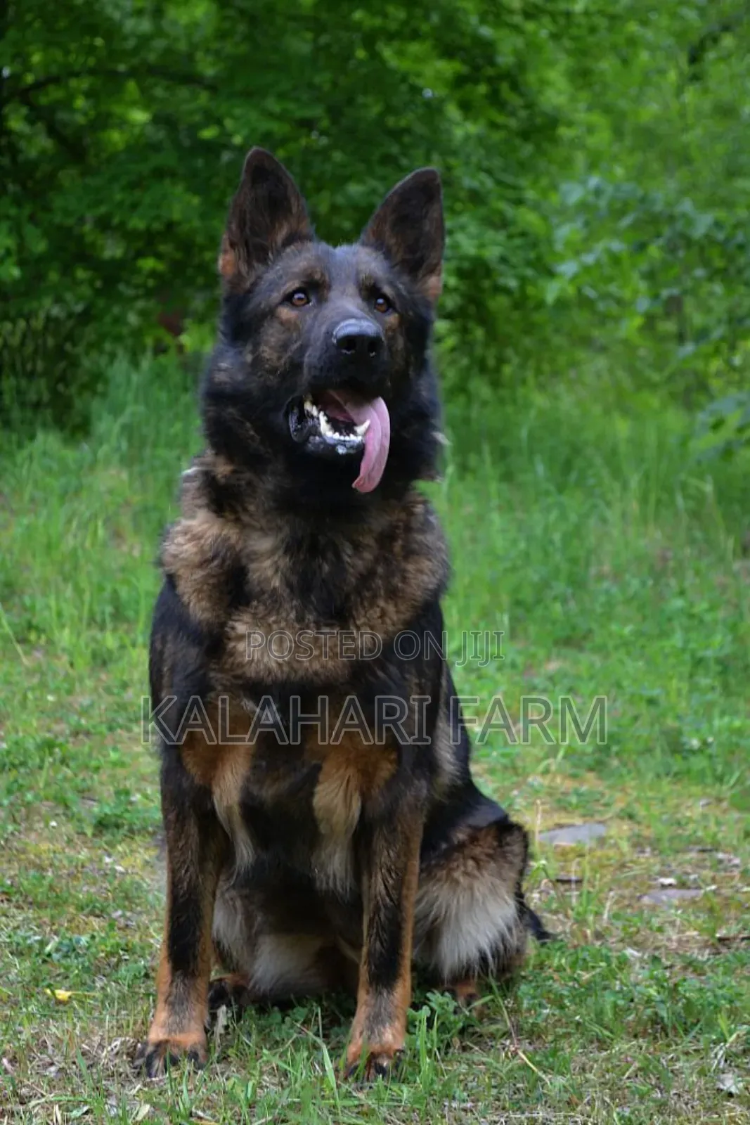 Pet Photography