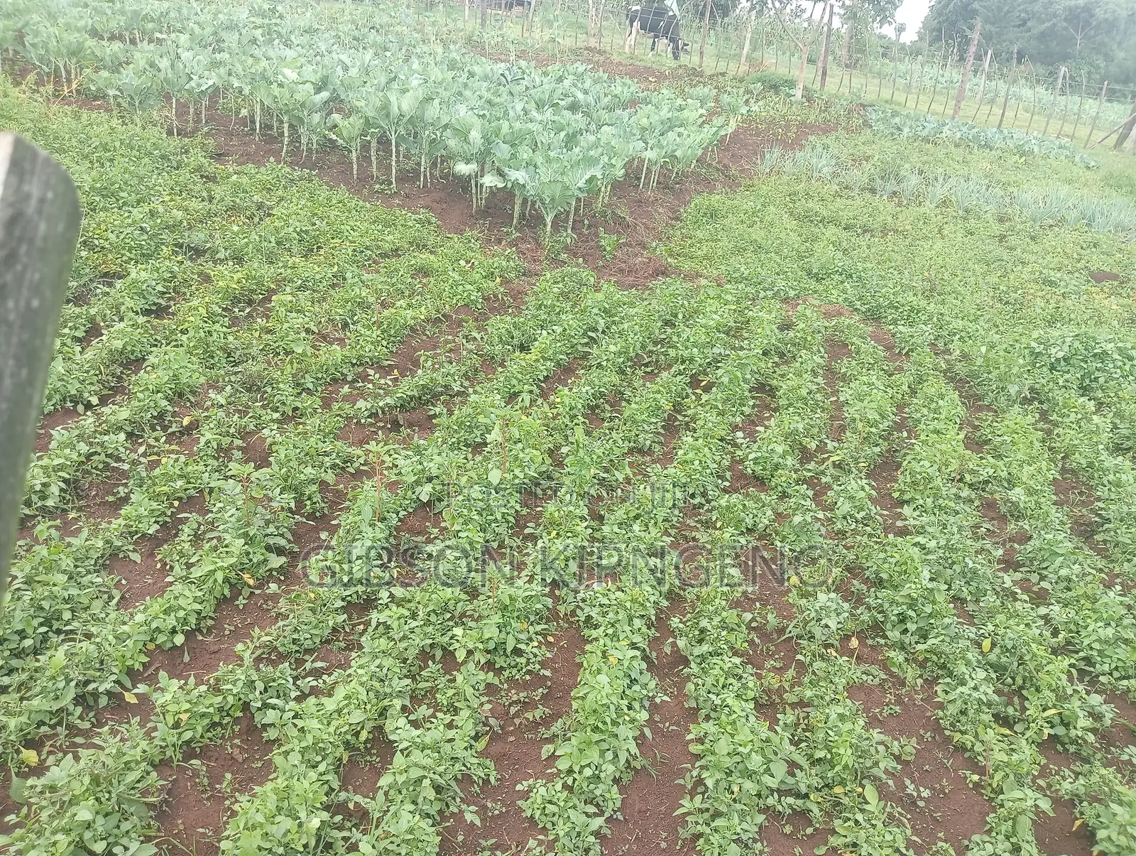 Land for Sale 0.2of an Acre