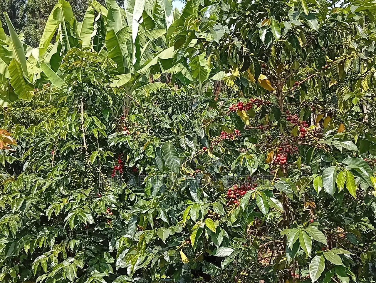 Land for Sale Karatina Town Mwanda
