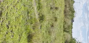 2 1⁄4 Acre Land for Sale in Muthaara, Witeithie, Juja
