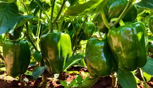 Pilipili Hoho (Green Bell Pepper)