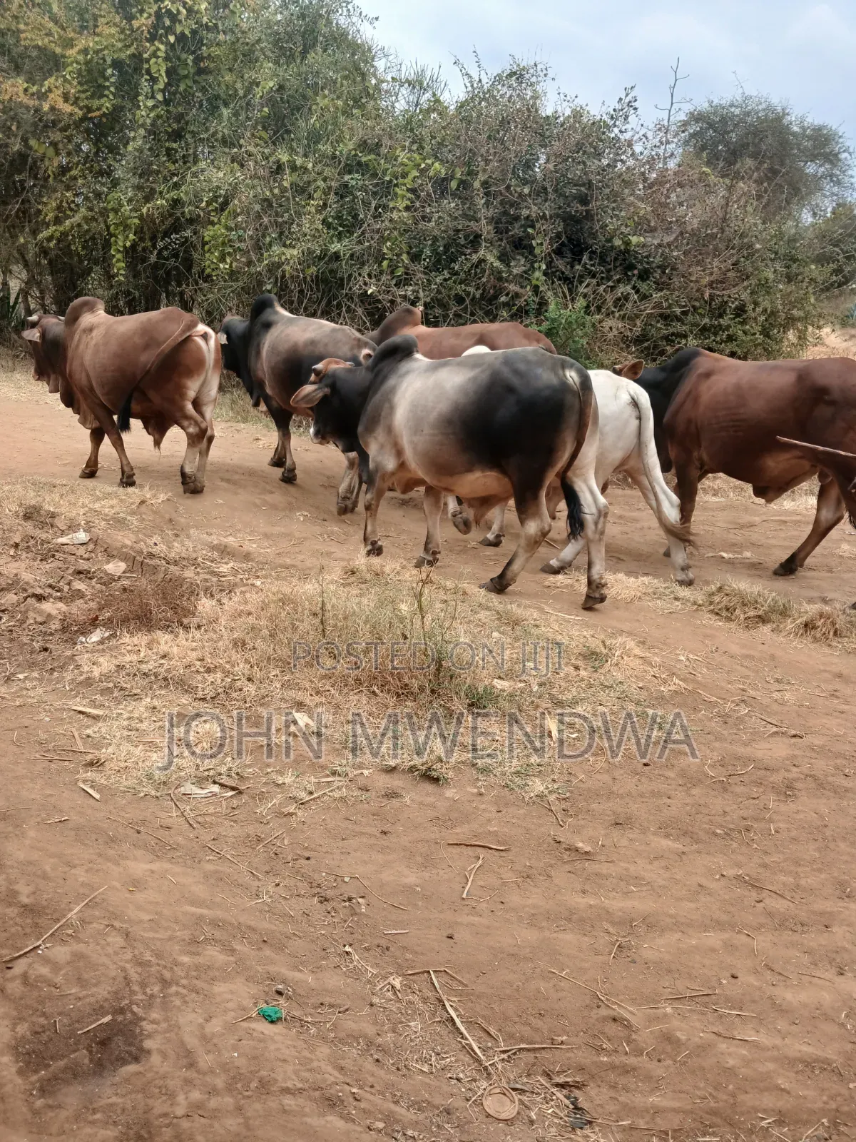 Sselling My 4 Bulls at Kithimani Yatta