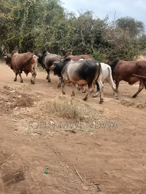 Sselling My 4 Bulls at Kithimani Yatta