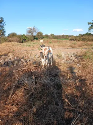 Sselling My 4 Bulls at Kithimani Yatta
