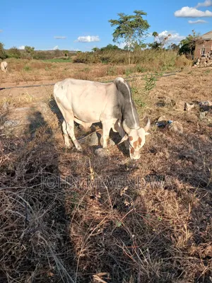 Sselling My 4 Bulls at Kithimani Yatta