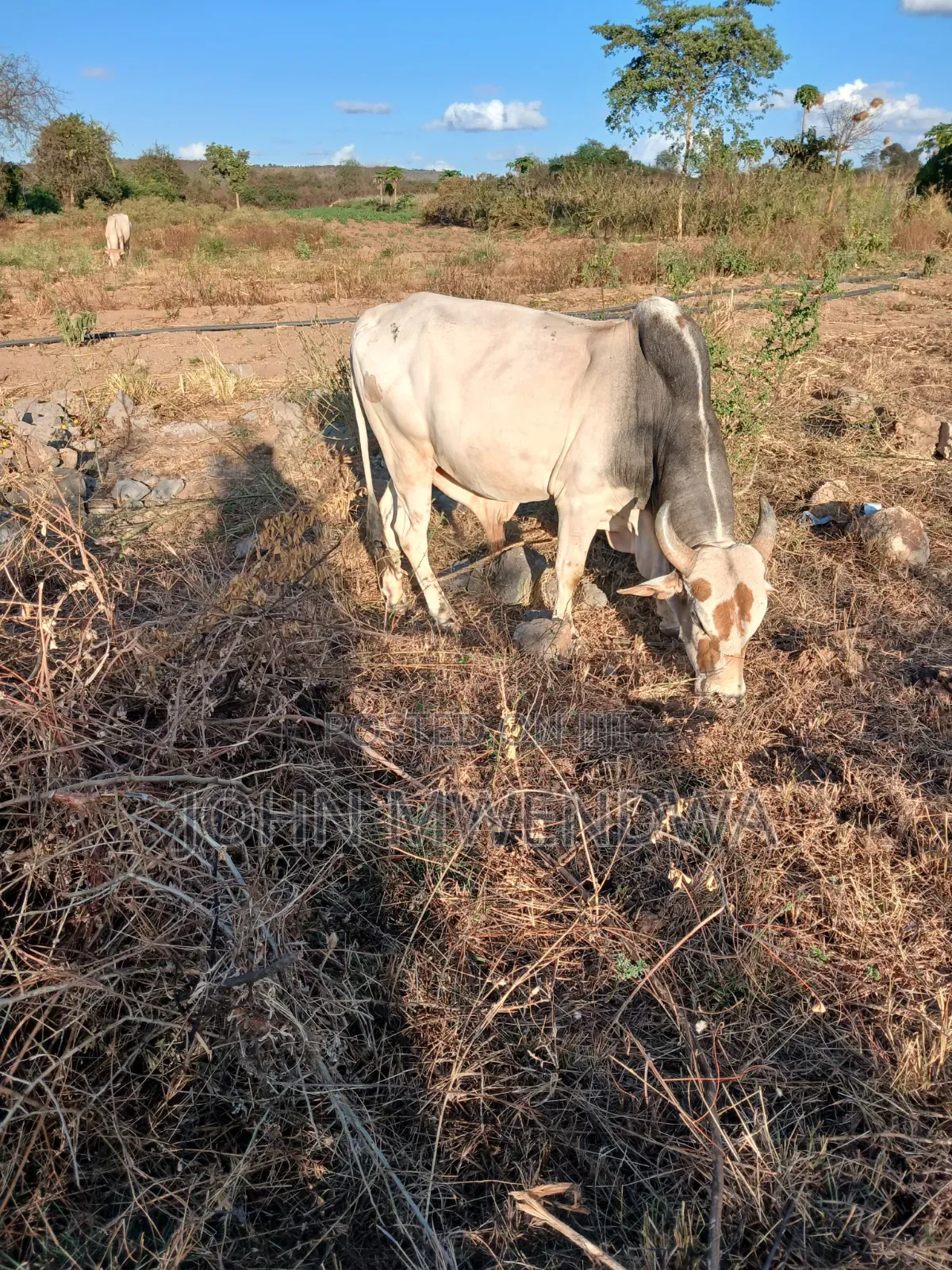 Sselling My 4 Bulls at Kithimani Yatta