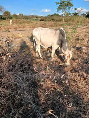 Sselling My 4 Bulls at Kithimani Yatta
