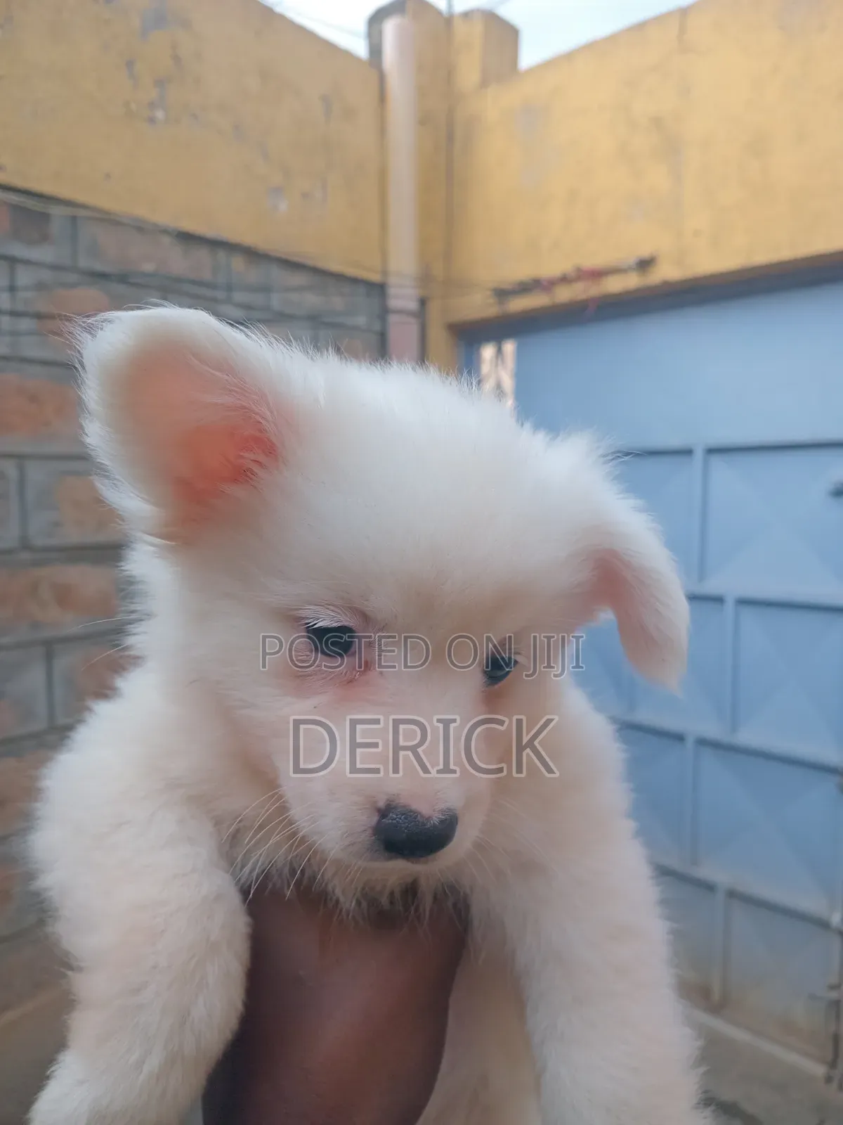 3-6 months Female Purebred Japanese Spitz