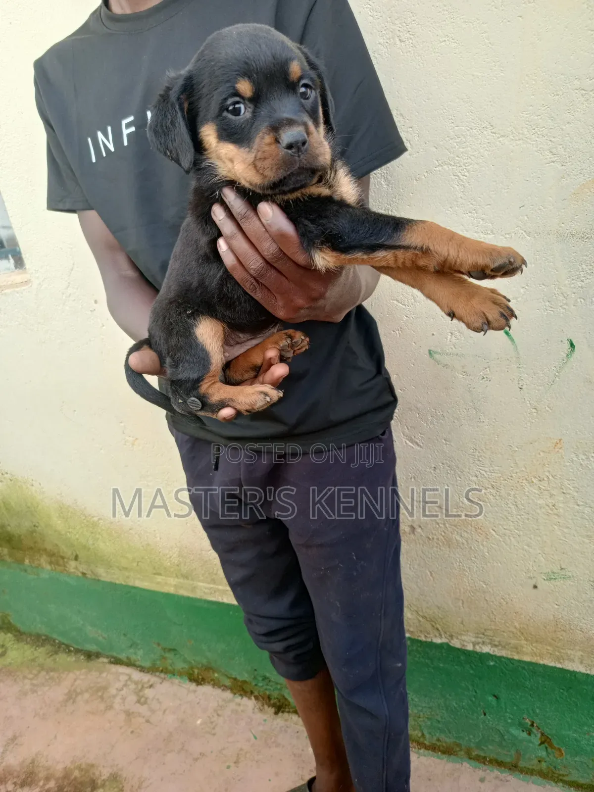 1-3 months Female Purebred Rottweiler