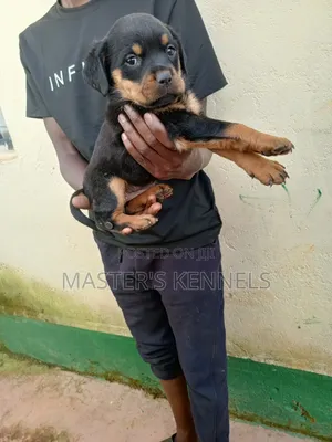 1-3 months Female Purebred Rottweiler