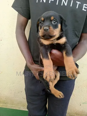 1-3 months Female Purebred Rottweiler