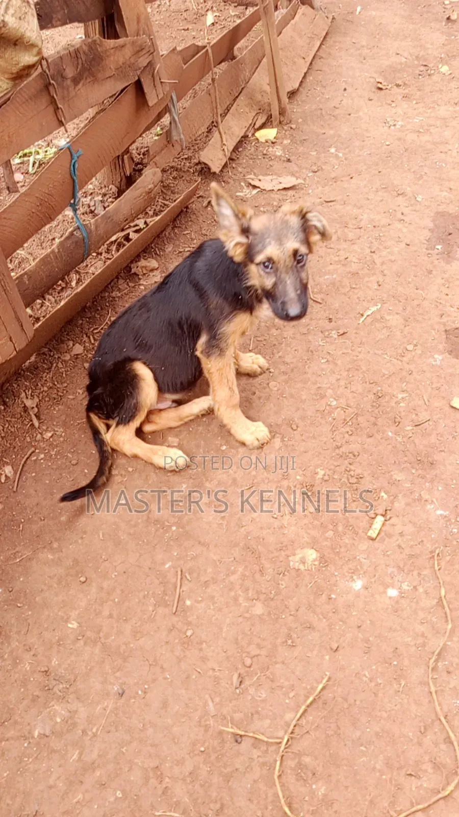 3-6 months Male Purebred German Shepherd