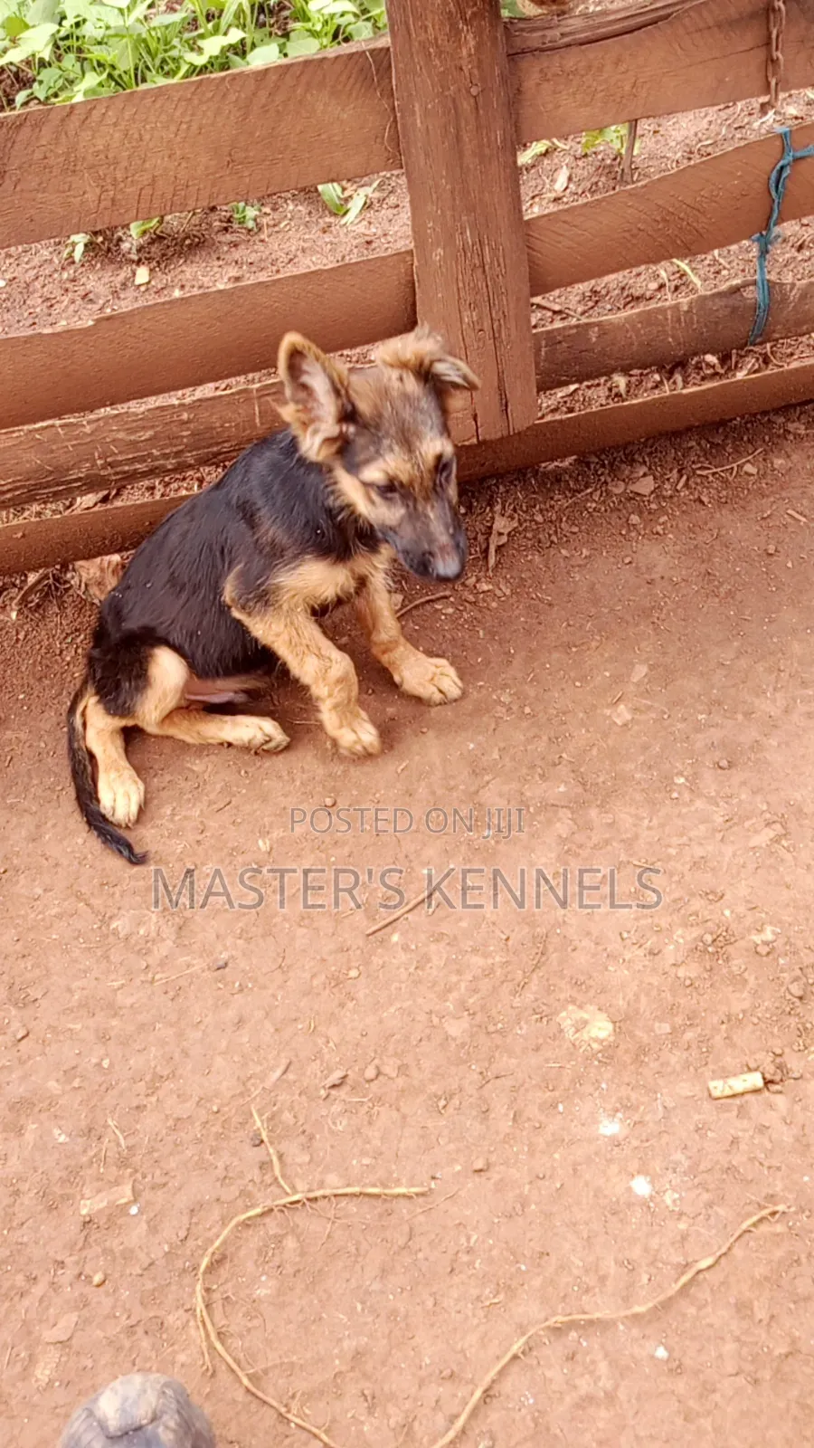 3-6 months Male Purebred German Shepherd