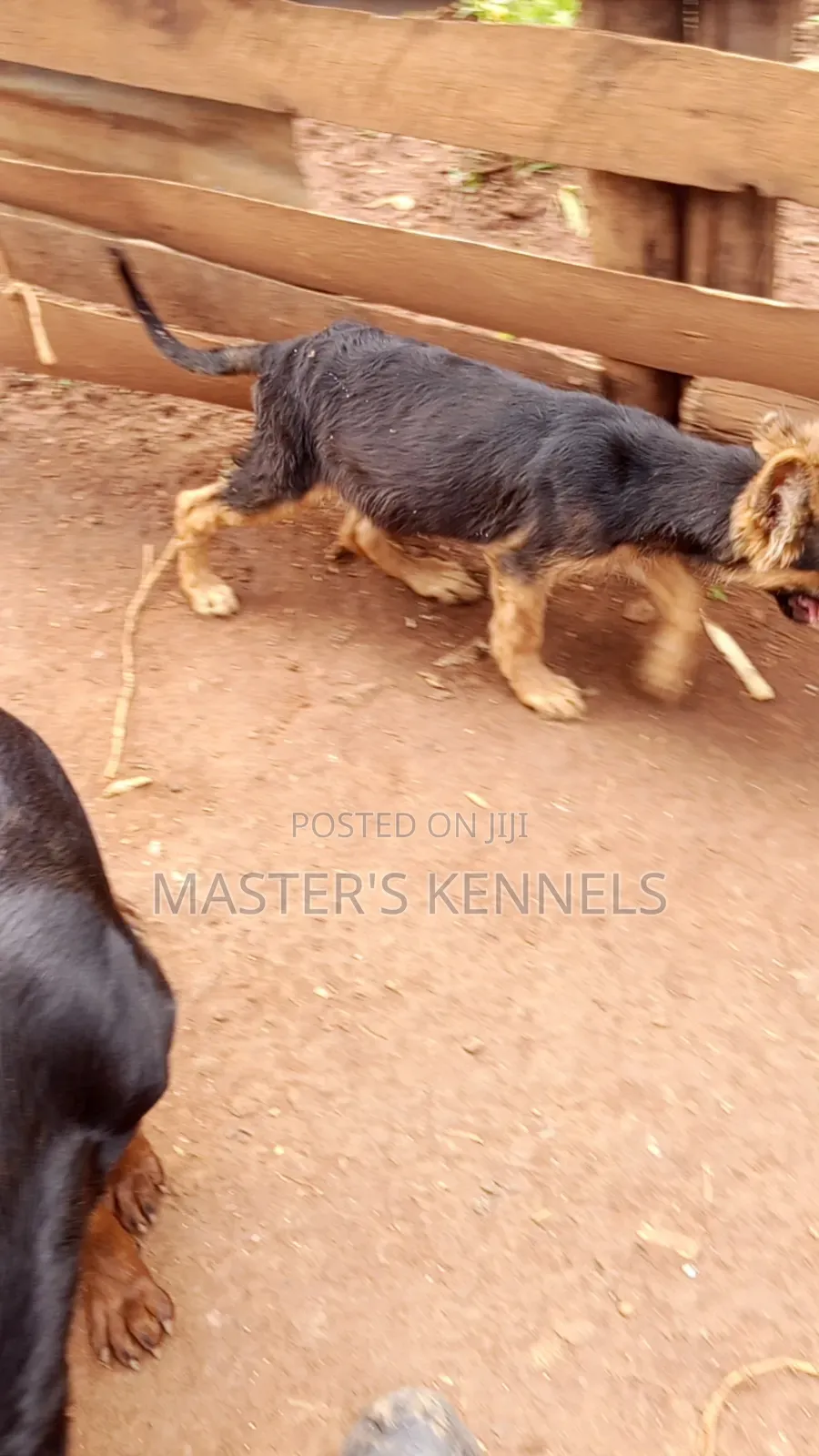 3-6 months Male Purebred German Shepherd
